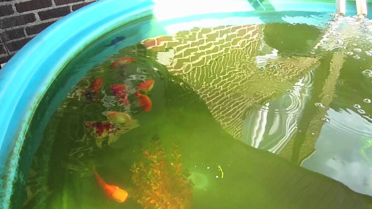 1000 gallon Stock Tank Goldfish Pond - YouTube