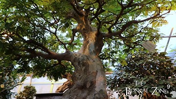 The Montreal Collection Part 2, The Bonsai Zone, Dec 2022