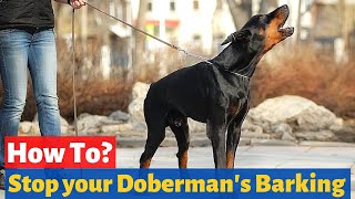 How to Stop a Doberman from Barking Excessively? Doberman Barking Problem