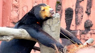 県外の動物園に見学に行ったら熊が木に引っ掛かってたw【長崎バイオパーク×東山動植物園】