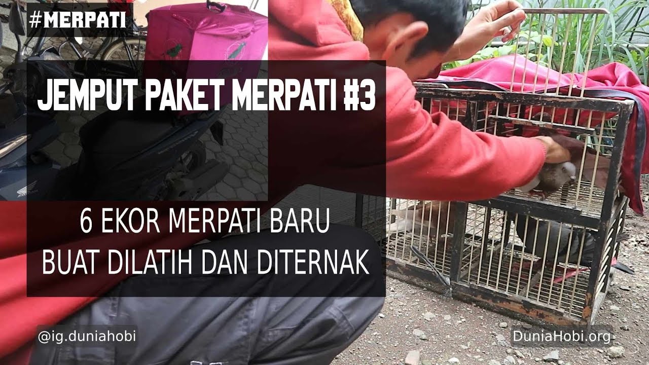 Unboxing Paket Merpati Ke 3 6 Ekor Burung Ajib Siap Geber Lagi