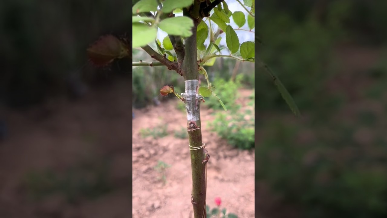 A simple method of grafting roses.😊 || #graftingplants #rose #grafting #gardening