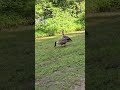 Baby Geese snacking on grass, Richmond, VA