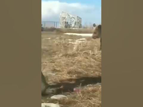 конь летит стрелою - YouTube