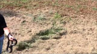 Jerzee Boy Snake Charmer