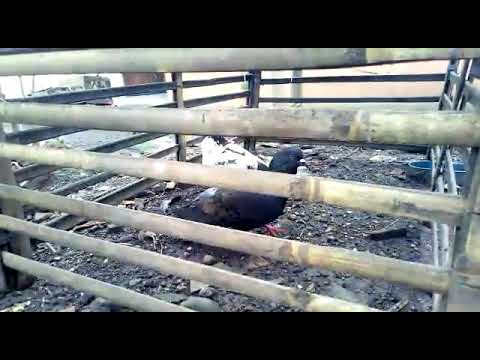 Download Grebeg Burung Dara Teman Tritis Mp3 2 8 Mb Kicau Siburung