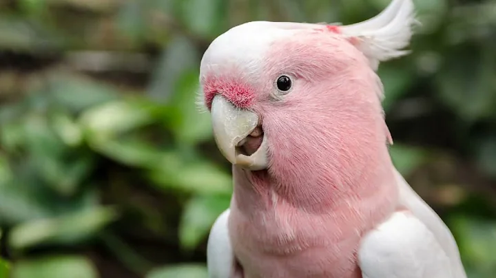 top #10 world most beautiful parrots#BeautifulParrots #ColorfulBirds #ExoticAvianBeauty #ParrotLove