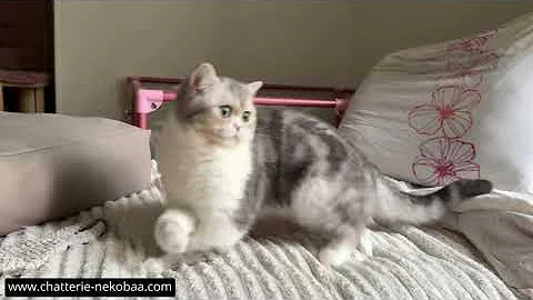 Watch the video about Hanako de Nekobaa an adorable and funny girl Scottish straight & her kittens