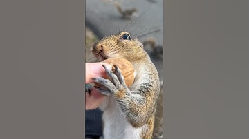 #Shorts #Squirrel #Chipmunk #Walnut here I am feeding my pet squirrel, diamond walnuts