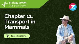 CAIE GCE O Level Biology (0590)| Chapter 11: Transport in Mammals | Topical Explainer