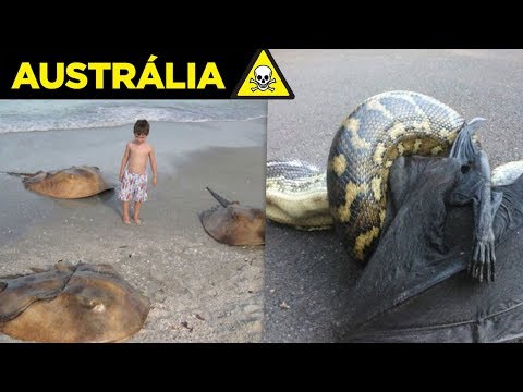 Veja por que a AUSTRÁLIA é  O PAÍS MAIS PERIGOSO DO MUNDO !!