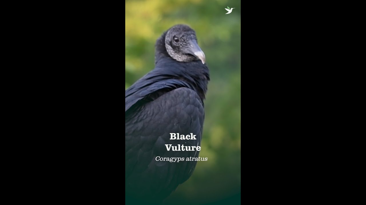 American Black Vulture, Bird of the Week
