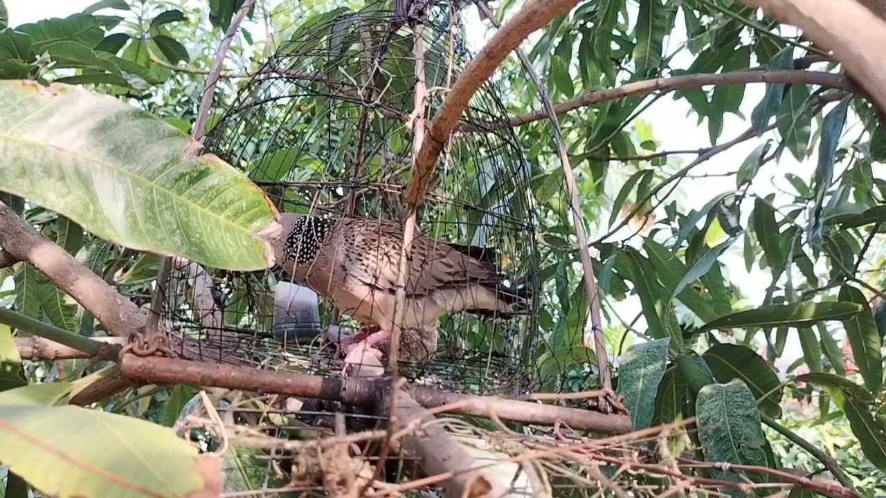 เจ้าเพชรอุบลราชธานี.0819152143