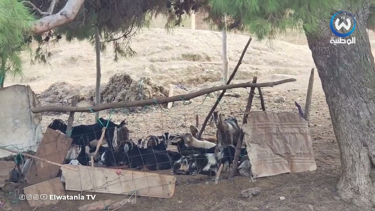 سكان مشتة الزوبية ببلدية اولاد مومن يطالبون بالتنمية المحلية بسوق أهراس