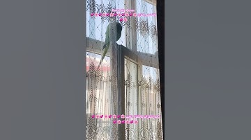 تلاوه خاشعه من الذكر الحكيم #birds #parrotparrot #foryou #parrot #اكسبلور #cutebird #love