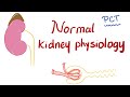 Normal kidney physiology  proximal convuluted tubule pct