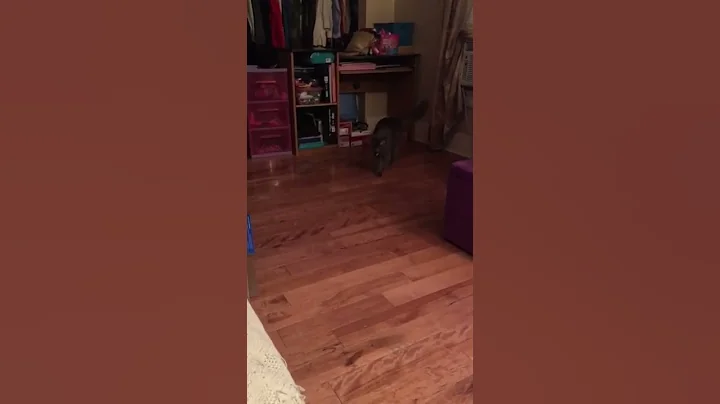 My Cat Plays Fetch #catordog? #catplaysfetch #catt...