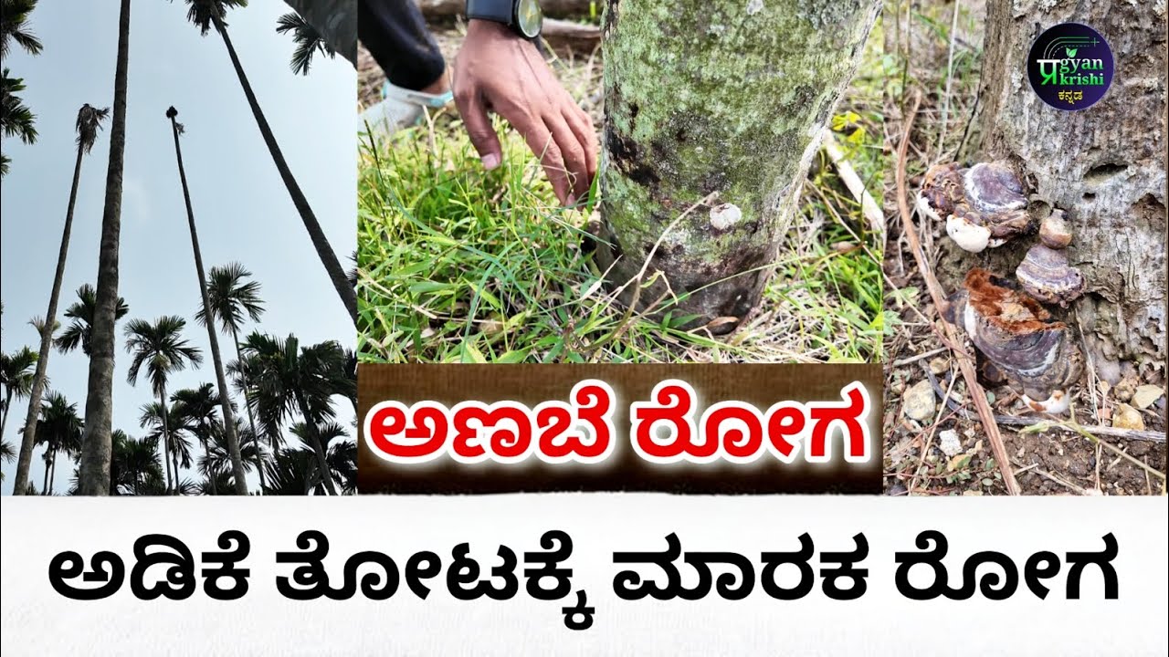 Anabe Roga ಅಡಿಕೆ ತೋಟಕ್ಕೆ ಮಾರಕ ರೋಗ ಅಣಬೆ ರೋಗ| Anabe roga in Arecanut| Pragyankrishi ...