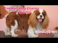 Cavalier King Charles Spaniel สุนัขพันธุ์ตุ๊กตา