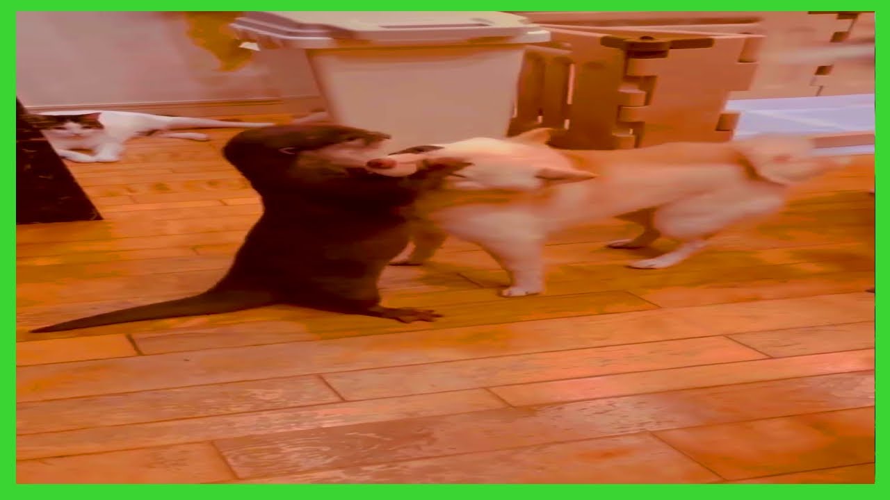 Little otter, otter and puppy friendship, otter wants to play with puppy