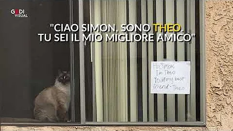 Perché i gatti non riconoscono i figli?