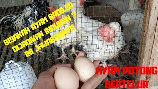 KOK BISA AYAM BROILER/POTONG BERTELUR