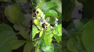 Passion fruit Passiflora edulis fast growing climber Vine tendrils easy to grow exotic fruits flower screenshot 4