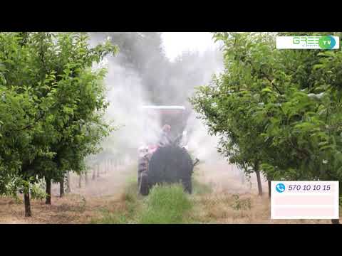 GREEN TV chkhenkeli ხურმის ბაღი 02 07 2020