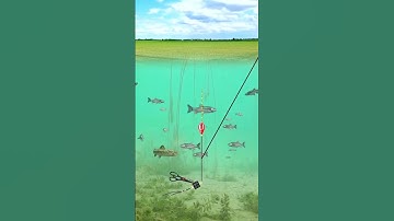 Hướng dẫn cân 1 câu 3 trị cá nhát