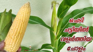 How to grow Corn Plant at home | ചോളം ഇങ്ങനെ ചെടി ചട്ടിയിൽ വളരുമോ? - Nisha Rose Kitchen