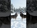 #dashcam #automobile #puppy #streetview #streetdriving #australiadriving #crash #germanshepherd