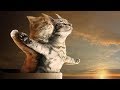 #Cute & funny cats #Shasha Pets & Baby World