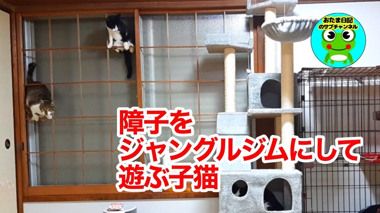 障子をジャングルジムにするリトゴマ リトゴマ日記ショート Youtube