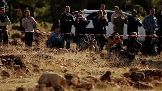 Endangered lynx released into the wild in Spain