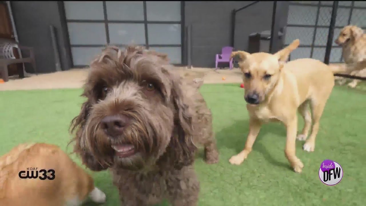 Take a dog for pamper at the Dog