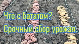 Что с бататом? Батат прихватило морозом.