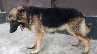 G.S.D German Shepherd dog জার্মান শেফার্ড #german #dog