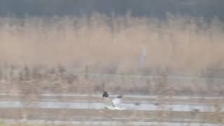 Blauwe Kiekendief Man, Toendrarietgans, Holenduif Bij Haarlem, Vogelen Met Limosa 8