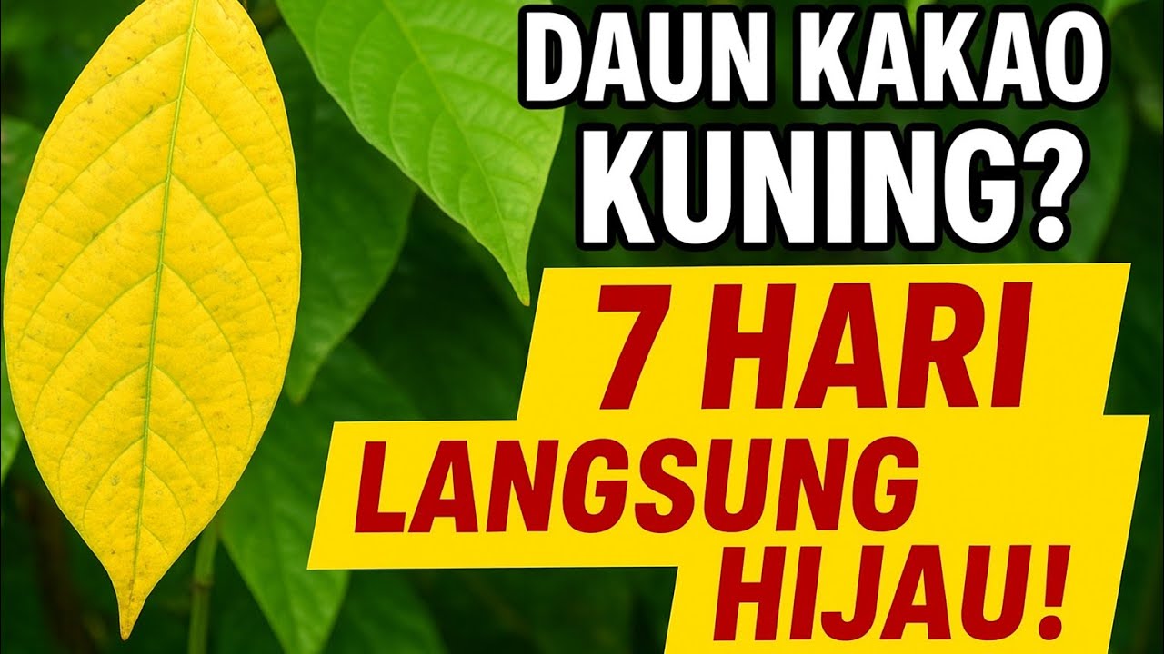 Daun Kakao Kuning? Disemprot Campuran Ini Langsung Hijau Lagi!