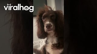 Cocker Spaniel Wakes Up With Crazy Bedhead || ViralHog
