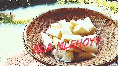 " BERSIHIN KEBUN SENDIRI! SINGKONG MLEHOY MUNCUL "
