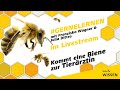 Kommt eine Biene zur Tierärztin | #gernelernen mit MDR Wissen | MDR