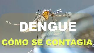 ¿Cómo se contagia el dengue?