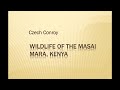 Wildlife birds and mammals of the masai mara kenya