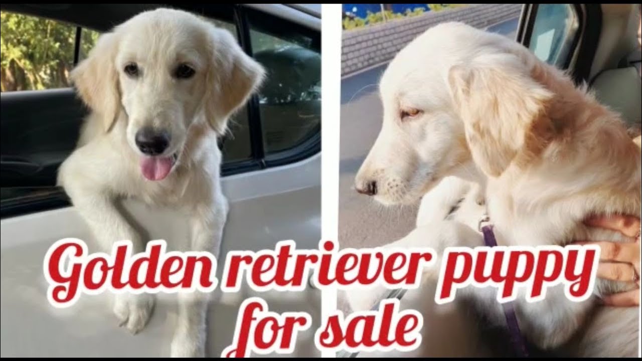 Golden retriever puppy for sale9381142294rajahmundrydog market in
