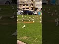 Bird Vihar #varunchandel #shortvideo #birds #birdsfly #flyinganimals #youtube #youtubeshorts #tiktok