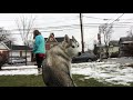 Northern VT/ Burlington Dog Trainers- 8 Month Old Husky, Koda Northern VT/ Burlington Dog Trainers- 8 Month Old Husky, Koda
