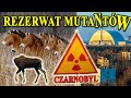 CZARNOBYLSKA STREFA - Rezerwat Mutantów czy Raj dla Zwierząt?