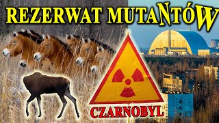 CZARNOBYLSKA STREFA - Rezerwat Mutantów czy Raj dla Zwierząt?