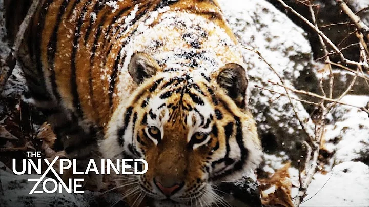 Siberian Tiger's REVENGE Against Hunter (S4) | The UnXplained Zone